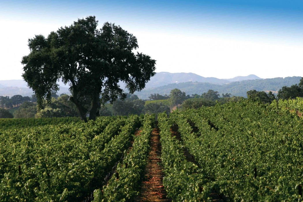Paso Robles vineyard