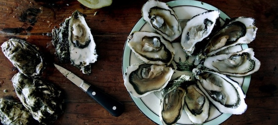 oysters