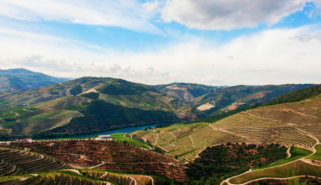 WINES A-to-Z | Your Guide to Portuguese Grapes