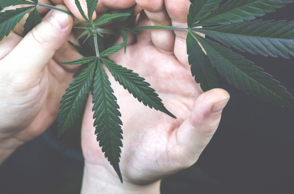 hands holding cannabis plant leafs hemp growing narcotic nobody young crop day cannabis nature t20 yXbZK2