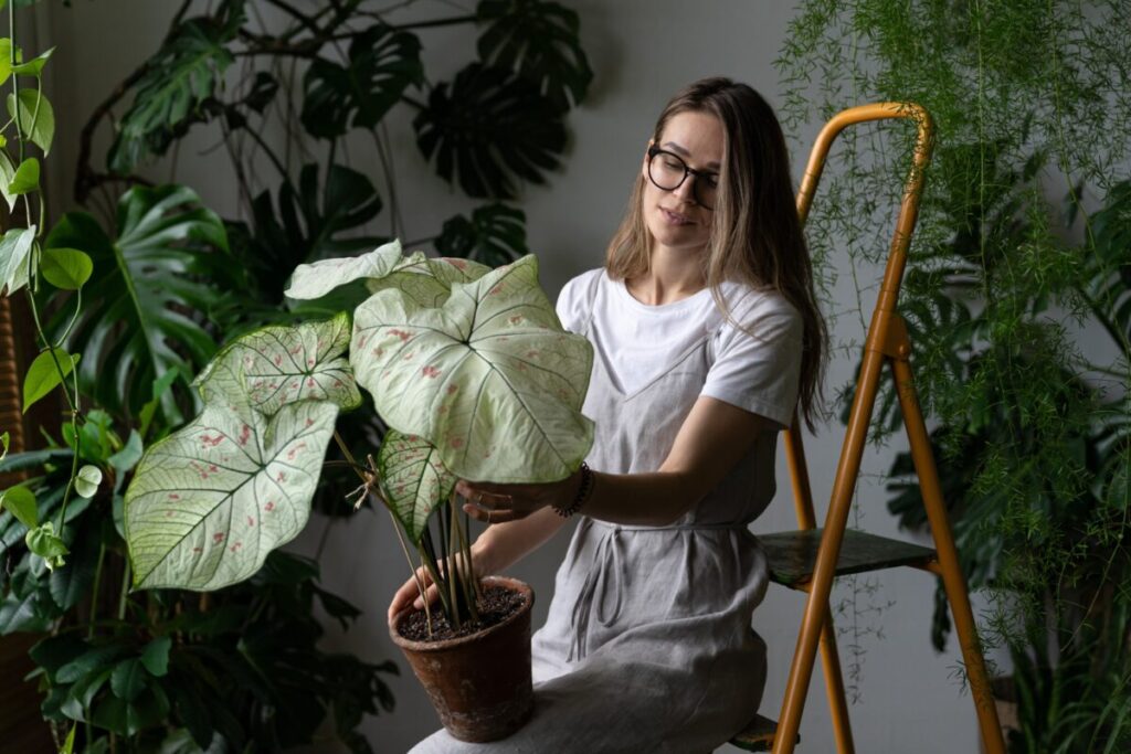 calm of caladium