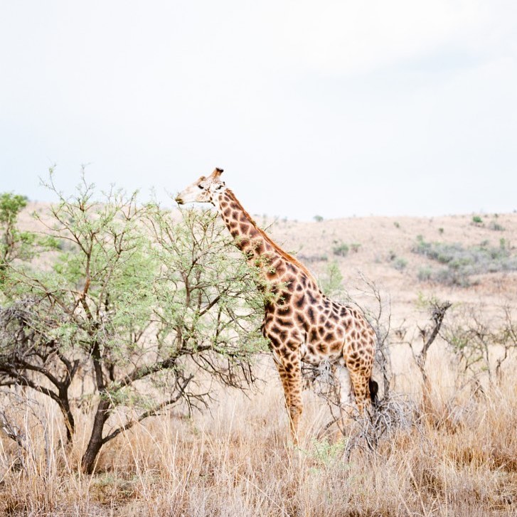 Everything in life is based on perspective. 

What will you pay tribute to this weekend?

#MemorialDay #community #love #equality #editorial #magazines @africatourismboard #boardmember #visitafrica #giraffe